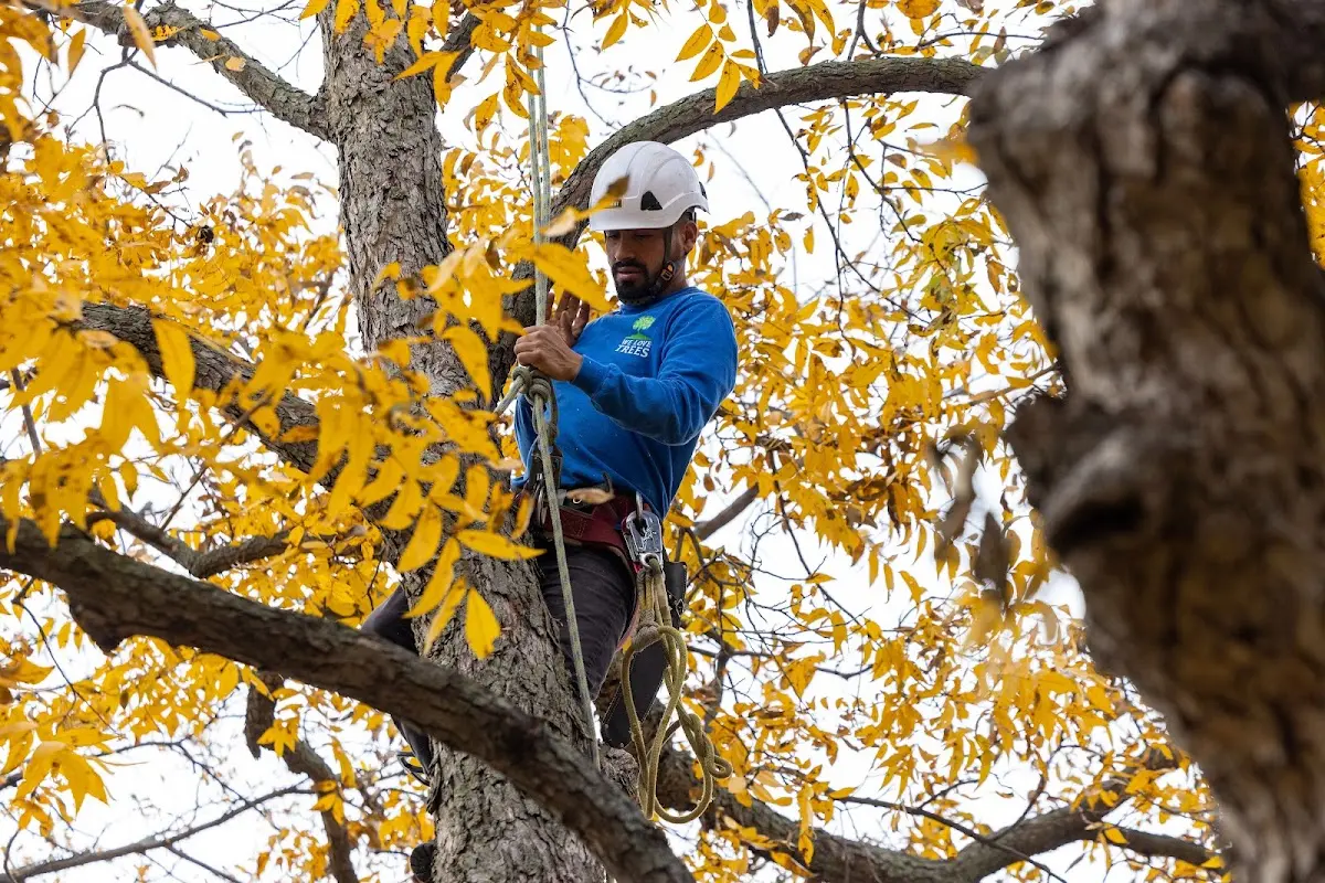 Skilled Tree Planting crew working in Fairdale